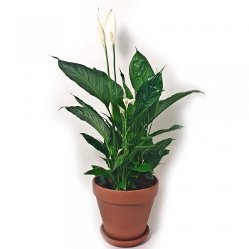 Spathiphyllum floribundum Vivaldi 80 cm