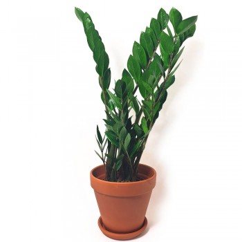 Zamioculcas zamiifolia / Glücksfeder 60 cm