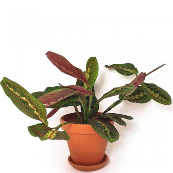Maranta leuconeura fascinator 25 cm