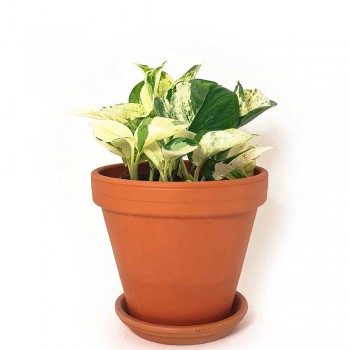 Epipremnum pinnatum manjula Happy Leaf 20 cm