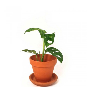 Monstera adansonii Babypflanze