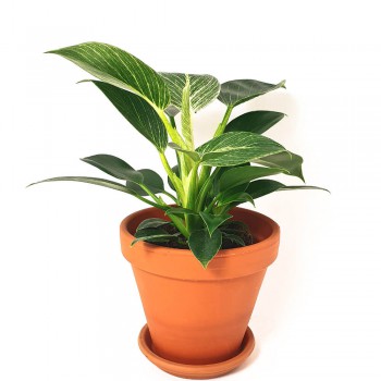 Philodendron birkin 40 cm