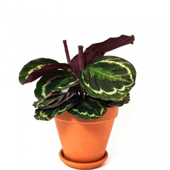 Calathea medallion 35 cm