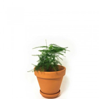 Asparagus setaceus plumosus Babypflanze 10 cm