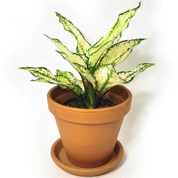 Aglaonema White Kiwi