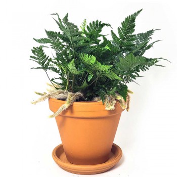 Davallia griffithiana / Humata tyermannii / Spinnenfarn 25 cm