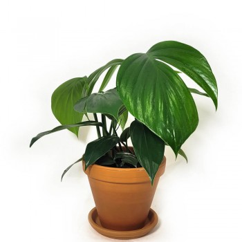 Rhaphidophora decursiva 30 cm