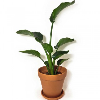 Strelitzia nicolai Baumstrelitzie 110 cm
