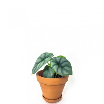 Alocasia baginda Silver Dragon Babypflanze 15 cm
