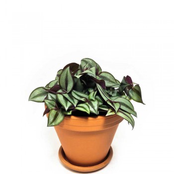 Tradescantia zebrina 17 cm