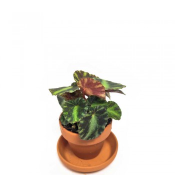 Begonia cleopatrae Babypflanze 8 cm
