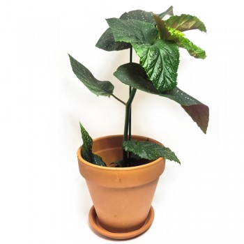 Begonia corallina Lucerna - Engelsflügel Begonie