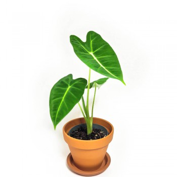 Alocasia micholitziana Frydek Babypflanze 15 cm
