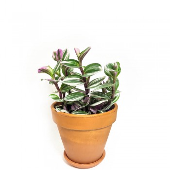 Tradescantia albiflora Nanouk 20 cm