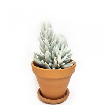 Senecio haworthii Mont Blanc 25 cm
