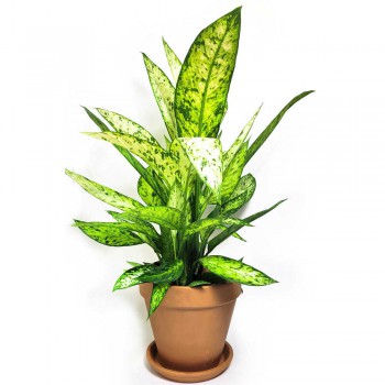 Dieffenbachia vesuvius 60 cm RARITÄT