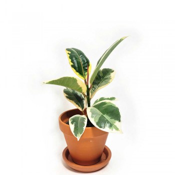 Ficus elastica tineke Jungpflanze 35 cm