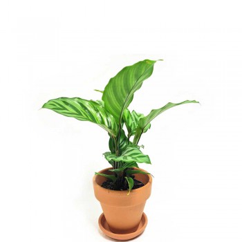 Calathea Freddie Babypflanze 20 cm