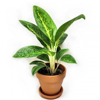 Aglaonema Lemon Mint