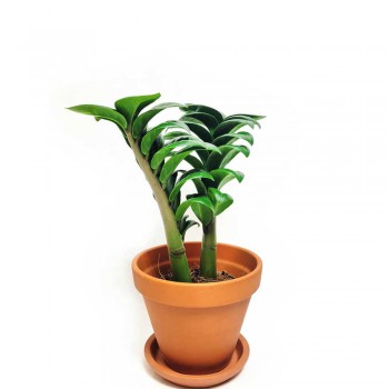Zamioculcas zamiifolia Zenzi Jungpflanze 20 cm