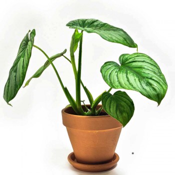 Philodendron mamei 40 cm