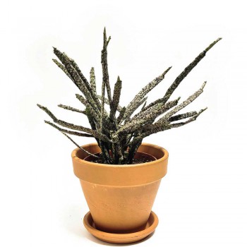 Euphorbia platyclada variegata - Deadplant 35 cm