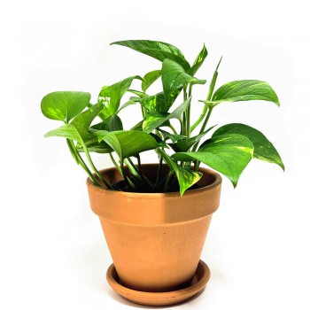 Epipremnum aureum