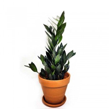Zamioculcas zamiifolia Raven 55 cm