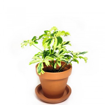Schefflera arboricola Janine Babypflanze 20 cm