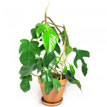 Philodendron squamiferum 55 cm