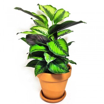 Calathea majestica princeps 35 cm