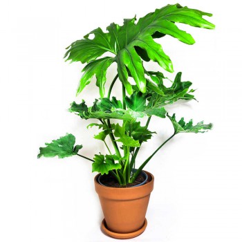 Philodendron bipinnatifidum Hope 70 cm