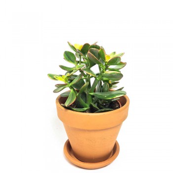 Crassula ovata Sunset Magic / Geldbaum 25 cm
