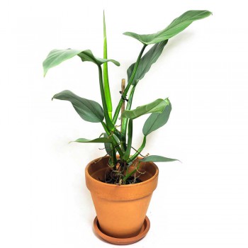 Philodendron hastatum Silver Sword 55 cm