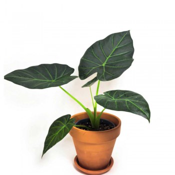 Alocasia regal shield (odora x reginula) 40 cm