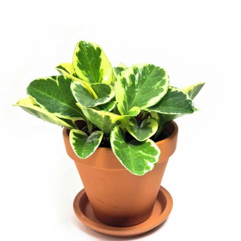 Peperomia obtusifolia variegata 30 cm