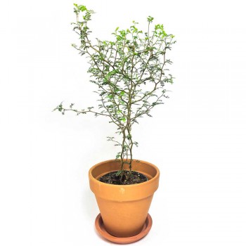 Sophora prostrata / Schnurbaum little Baby 40 cm