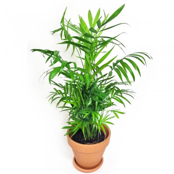 Chamaedorea elegans / Bergpalme