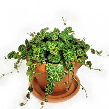 Peperomia prostrata - String of Turtles 10 cm