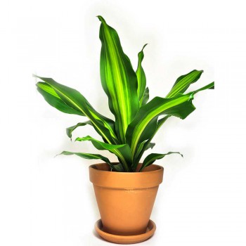 Dracaena fragrans Burley