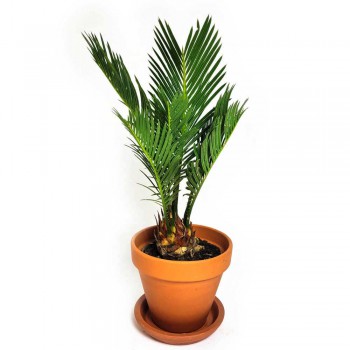 Cycas revoluta / Cycaspalme 50 cm