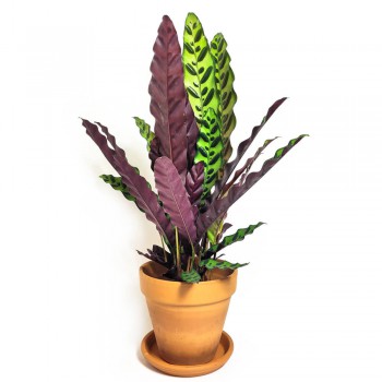 Calathea lancifolia 40 cm