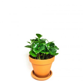 Coffea arabica Babypflanze 15 cm