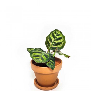 Calathea makoyana Babypflanze 15 cm