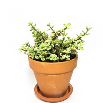 Portulacaria afra variegata 15 cm