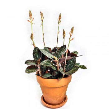 Ludisia discolor / Juwelorchidee 20 cm