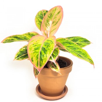 Aglaonema Salmon Fantasy 25 cm
