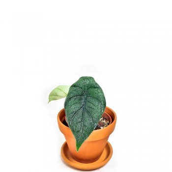 Alocasia Melo Babypflanze 15 cm RARITÄT