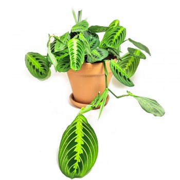 Maranta leuconeura lemon lime 20 cm