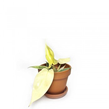Philodendron Florida Ghost Babypflanze